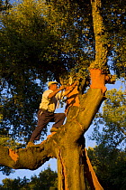 Man in Cork oak tree {Quercus suber} harvesting cork bark from the branches, Badajoz, Extremadura, Spain  August 2007
