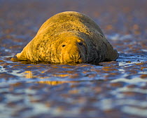 Grey seal {Halichoerus grypus} on wet sand, Donna Nook, Licolnshire, UK