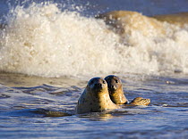 Grey seal {Halichoerus grypus} pair in surf, Donna Nook, Licolnshire, UK