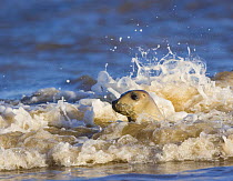 Grey seal {Halichoerus grypus} in surf, Donna Nook, Licolnshire, UK