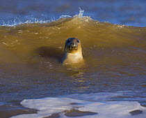 Grey seal {Halichoerus grypus} in surf, Donna Nook, Licolnshire, UK