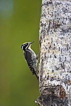 Three toed woodpecker (Picoides tridactylus) on tree trunk, Finland