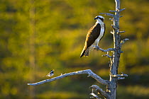 Osprey (Pandion haliaetus) perched beside Pied wagtail, Finland