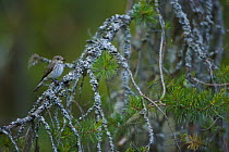Spotted flycatcher (Muscicapa striata) perched, Finland