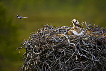 Osprey (Pandion haliaetus) adult on nest watching Pied wagtail flying away from nest,  Finland