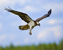 Osprey (Pandion haliaetus) adult flying, about to land at nest, Finland
