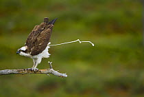 Osprey (Pandion haliaetus) adult perched, defecating, Finland