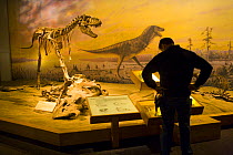 Visitor viewing Dinosaurs at the Royal Tyrrell Museum, Drumheller, Alberta, Canada