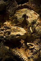 Fossilised dinosaur nest {Anfibio seymouria} at the Royal Tyrrell Museum, Drumheller, Alberta, Canada