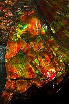 Colourful minerals in the fossil of an Ammonite shell, Royal Tyrrell Museum, Drumheller, Alberta, Canada