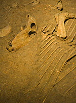 Fossil Dinosaur {Dimetrodon sp} bones, Royal Tyrrell Museum, Drumheller, Alberta, Canada
