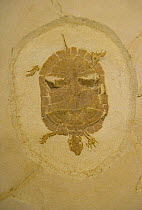 Fossil Turtle {Echmatemys sp} Royal Tyrrell Museum, Drumheller, Alberta, Canada