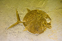 Fossil fish (Girodus) Royal Tyrrell Museum, Drumheller, Alberta, Canada