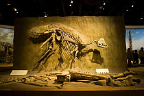 Dinosaur display with bones of {Hypacrosaurus altispinus} Royal Tyrrell Museum, Drumheller, Alberta, Canada