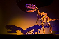 Dinosaur display with skeleton of {Monolophosaurus} Royal Tyrrell Museum, Drumheller, Alberta, Canada