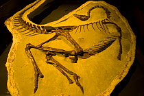 Dinosaur fossil {Ornithominus sp} Royal Tyrrell Museum, Drumheller, Alberta, Canada