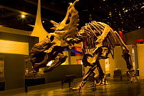 Dinosaur display with skeleton of {Pachrychinosaurus} Royal Tyrrell Museum, Drumheller, Alberta, Canada