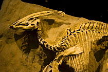 Dinosaur display with skeleton of {Parasaurolophus walkeri} Royal Tyrrell Museum, Drumheller, Alberta, Canada