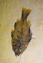 Fossil fish (Priscacare serrate) Royal Tyrrell Museum, Drumheller, Alberta, Canada