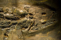 Fossil amphibian {Sclerocephalus} Royal Tyrrell Museum, Drumheller, Alberta, Canada