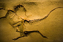 Fossil dinosaur {Struthiomimus altus} Royal Tyrrell Museum, Drumheller, Alberta, Canada