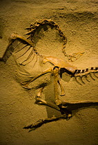 Fossil dinosaur {Struthiomimus altus} Royal Tyrrell Museum, Drumheller, Alberta, Canada