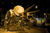 Dinosaur display with bones of {Triceratops horridus} Royal Tyrrell Museum, Drumheller, Alberta, Canada