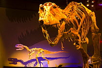 Dinosaur display with bones of {Tyrannosaurus rex} Royal Tyrrell Museum, Drumheller, Alberta, Canada