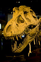 Dinosaur display with skull bones of {Tyrannosaurus rex} Royal Tyrrell Museum, Drumheller, Alberta, Canada