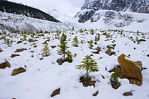 Cavell glacier with coniferous seedlings in the foreground, Jasper, Rocky Mountains NP, Alberta, Canada