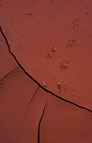 Tracks in cracked, dry mud, Arizona, USA
