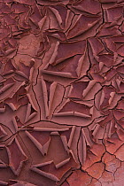 Flakes of dried mud, Arizona, USA