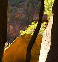 Canyon cliffs of Zion NP, Utah, USA