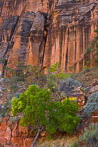 Red canyon cliffs of Zion NP, Utah, USA