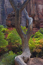 Red canyon cliffs of Zion NP with tree trunk in foreground, Utah, USA