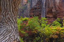 Red canyon cliffs of Zion NP with tree trunk in foreground, Utah, USA