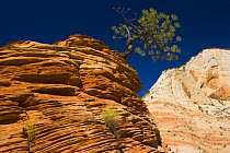 Tree growing from Canyon cliffs of Zion NP, Utah, USA