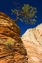 Pine tree growing from Canyon cliffs of Zion NP, Utah, USA