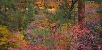 Trees growing at the foot of the Canyon cliffs of Zion NP, Utah, USA