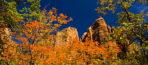 Looking up through autumn foliage at the canyon cliffs of Zion NP, Utah, USA