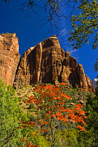 Looking up through autumn foliage at the canyon cliffs of Zion NP, Utah, USA