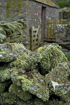 Lichen growing on stone wall with traditional barn in the background, Shetland Islands, South Mainland, Scotland, UK