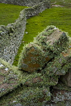 Lichen growing on traditional stone wall, South Mainland, Shetland Islands, Scotland, UK