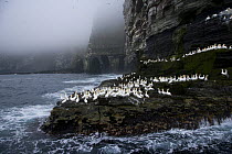 Northern gannets {Morus bassanus} on promontary, Noss Island, Bressay, Shetland Islands, Scotland, UK