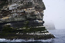 Northern gannets {Morus bassanus} on cliffs, Noss Island, Bressay, Shetland Islands, Scotland, UK