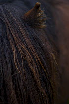 Close up of mane and ear of Sheltand pony, Sheltand Islands, Scotland, UK