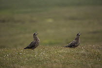 Great skua {Catharacta / Stercorarius skua) pair calling, Sheltand Islands, Scotland, UK