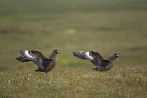 Great skua {Catharacta / Stercorarius skua) pair displaying, Sheltand Islands, Scotland, UK