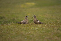 Great skua {Catharacta / Stercorarius skua) pair, Sheltand Islands, Scotland, UK