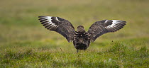 Great skua {Catharacta / Stercorarius skua) rear view of bird displaying, Sheltand Islands, Scotland, UK
